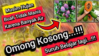 🔴 TEORI OMONG KOSONG‼️Di Musim Hujan Rasa Buah Tidak Manis Tapi Tawar Karena Air Hujan🤣🤣 Dungu Payah [upl. by Deer312]