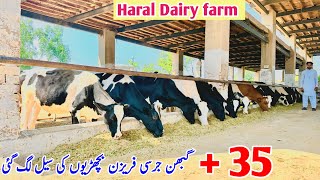 Haral Dairy Farm  pregnant Heifers For Sales In Punjab  Australian Friesian Hf Heifers  Jersey [upl. by Shiroma]