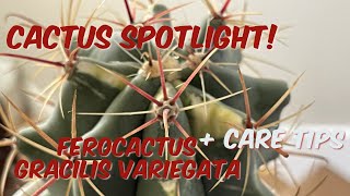 86 Cactus Spotlight  Variegated Ferocactus Fire Barrel Cactus   Care Tips [upl. by Porte]