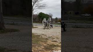 These Draft Horses drive themselves carriagedriving drafthorses drafthorse horse percheron [upl. by Ellon990]