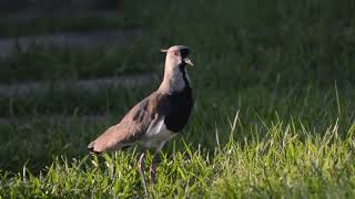 TERO  Southern lapwing Vanellus chilensis [upl. by Aldrich]