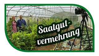 Eigenes Saatgut gewinnen 🌱 Profitipps und Infos aus der Praxis von Saatgut Experten [upl. by Tristis]