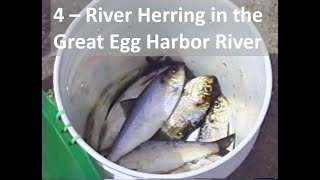 4  River Herring in the Great Egg Harbor River 2001 [upl. by Alpheus]