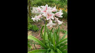 Crinum Lilies for Kentucky [upl. by Gabbey]