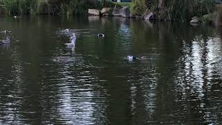 Northern Shoveler Ducks swimming in circles [upl. by Demetria]