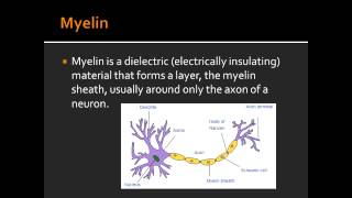 Myelin  First Aid USMLE [upl. by Jaye]