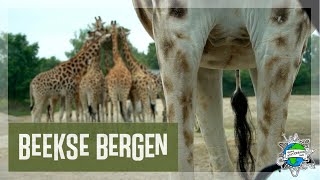 Safaripark BEEKSE BERGEN  Auf Safari mitten in den Niederlanden [upl. by Suiramad598]