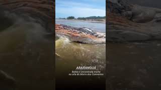 Baleia encontrada morta em Araranguá  SC natureza baleias mare ararangua [upl. by Ehcar]