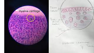 Anatomy Histology PYQ Important Theory Paper Final Questions Revise [upl. by Eremaj]