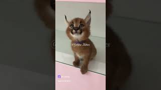 Bird 😄каракал caracal cats kitten cat [upl. by Calabresi]