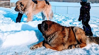 Caucasian Shepherd Dogs vs Moose [upl. by Ronni128]