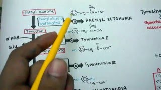 Tyrosine metabolism and genetic disorders accosiated with it [upl. by Howie122]