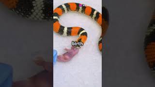 Fun Facts about Snakes in Iowa wildlifeowners venomoussnakes wildlife [upl. by Inaoj734]