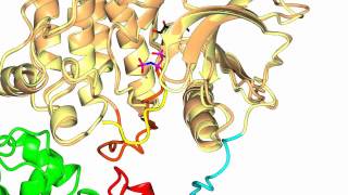 Focal Adhesion Kinase FAK [upl. by Gazo]