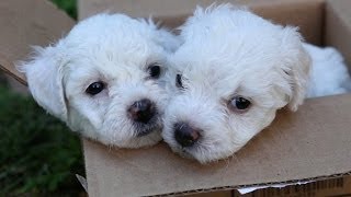 Bichon Frise Puppies In A Box [upl. by Nivan]