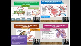 BIOLOGY KSSM FORM 4 81 TYPES OF RESPIRATORY SYSTEM [upl. by Eiralc]