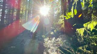 Smith River Jedediah Smith Redwoods State Park [upl. by Moreta283]