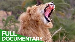 Serengeti  The Greatest Animal Migration in the World  Free Documentary Nature [upl. by Aneda]