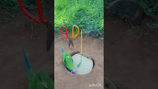 birds trapping youtubeshort [upl. by Nalac]