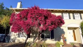 New Zealand Tea Tree Leptospermum scoparium [upl. by Coryden]