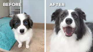 My Border Collie Puppy Growing Up 8 Weeks to 5 Years [upl. by Kienan821]