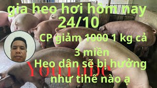 Giá heo hơi hôm nay 24102024  Heo dân bi ảnh hưởng nhiều từ phía cty Achi vào xem video tham khảo [upl. by Mauri]