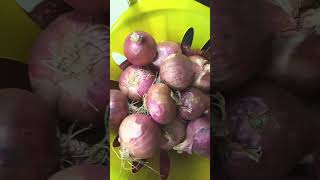 Onions 🧅 Benefits manthenasatyanarayana hairgrowth mantenahealthtips himdutvtips [upl. by Sharleen]