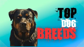 Top Dog Breeds Perfect For Your Home [upl. by Barncard158]