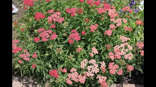 Achillea millefolium  Yarrow [upl. by Brubaker66]