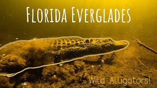 Underwater with Wild Alligators [upl. by Lothaire11]