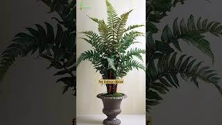 Fern Plant Varieties 🌿 shorts shortsfeed viral [upl. by Claudy]