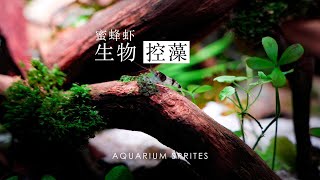 4K魚缸中用生物來除藻的正確打開方式 II The correct way to use biological organisms to remove algae in fish tanks [upl. by Artemis]