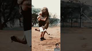 Lions attack on befalo lion animals motivation wildlife africansafari [upl. by Ledda767]