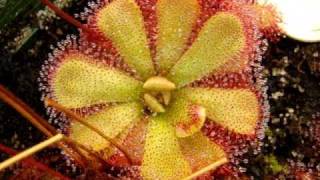 Drosera sp quotFloatingquot a form of D admirabilis  Sundew Carnivorous Plant [upl. by Notsehc]