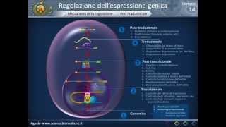 Biologia 14  Regolazione dellespressione genica [upl. by Filide]