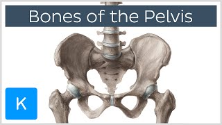 Bones of the Pelvis  Human Anatomy  Kenhub [upl. by Ganley]