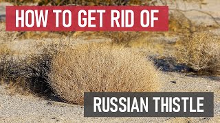 How to Get Rid of Russian Thistle Tumbleweed Weed Management [upl. by Bartosch]