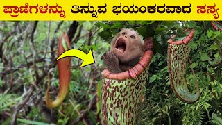 How Carnivorous Plants Started eating animals  Man eating Plants  Dangerous Plants  VismayaVani [upl. by Sinylg]