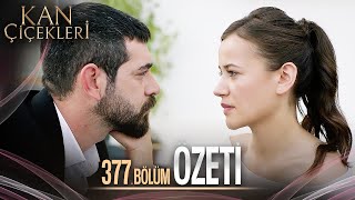 Kan Çiçekleri 377 Bölüm  Özet [upl. by Masuh]