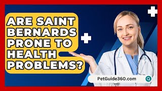 Are Saint Bernards Prone to Health Problems  PetGuide360com [upl. by Scibert]