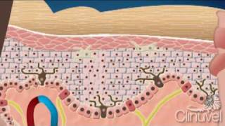 What is skin The layers of human skin [upl. by Brenza]