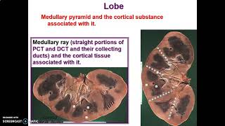 KIDNEY 1 Histology Anatomy Book Club [upl. by Merrili]