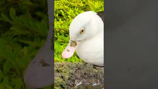 Radjah Shelduck  Bird Paradise Singapore [upl. by Amre499]