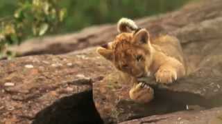 Big Cat Week 2014  Bande Annonce [upl. by Mourant117]