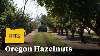 Oregon is the nations hazelnut capital [upl. by Karame]