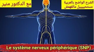 Anatomie et physiologie du systeme nerveux peripherique درس الجهاز العصبي المحيطي [upl. by Acie]