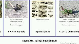 Насекоми разред правокрили скакалец insect сага акрида италиански Гръцка сивокафяв Черно щурец [upl. by Haodnanehs]