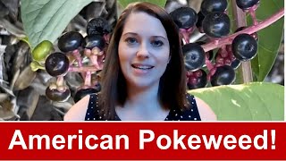 American Pokeweed [upl. by Michiko]