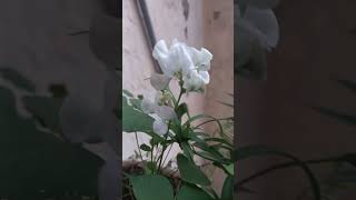 Beautiful Sweet pea shorts flowers nature beautiful [upl. by Weksler]