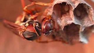 Polistes fuscatus queen [upl. by Ydda]